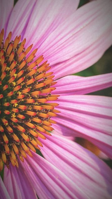 A pink coneflower, close