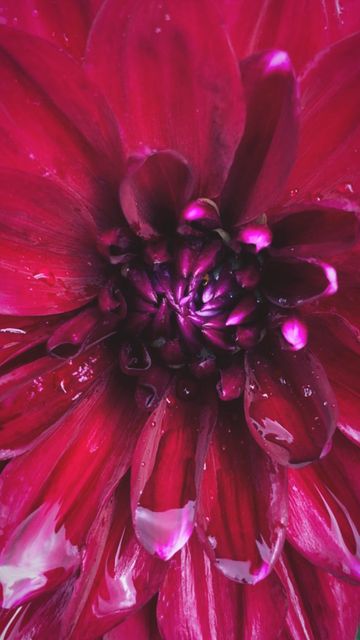 The center of a magenta dahlia
