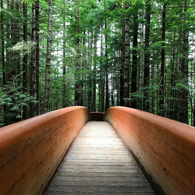 A wooden footbridge leading into tall firs