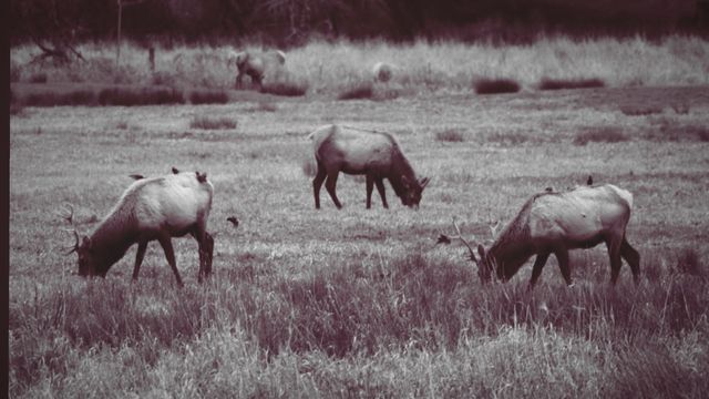 Elk in the fog, sepia