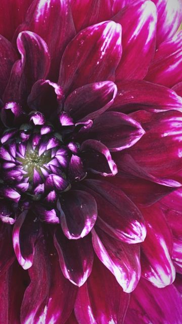 A magenta dahlia, close