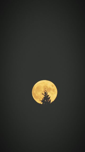 A full moon behind the top of a fir tree