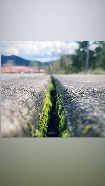 Moss growing in a sidewalk crack, shot from the ground