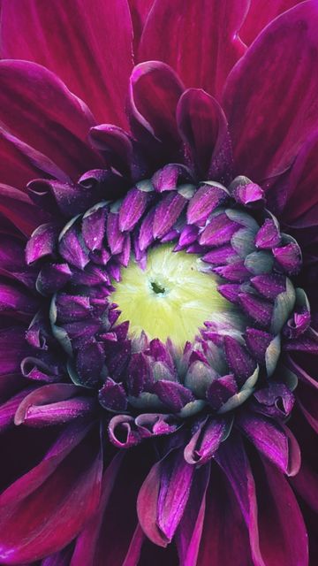 A purple dahlia, close