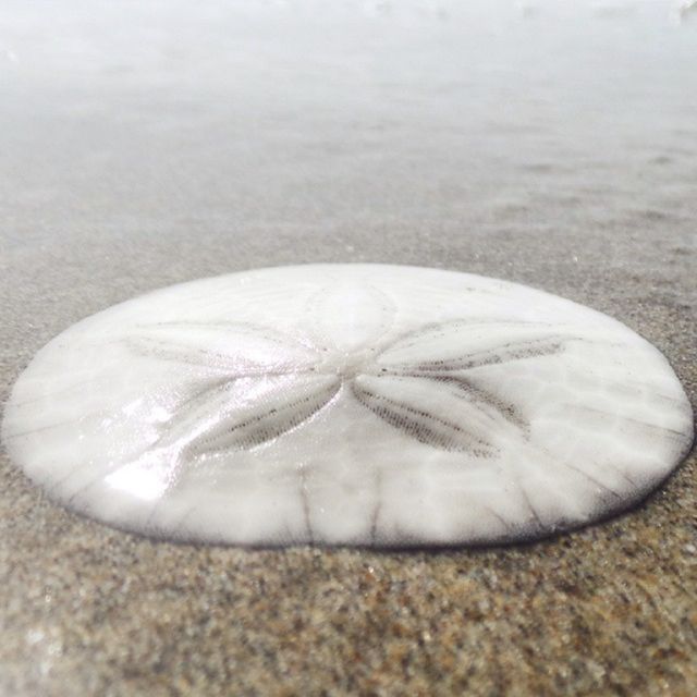 A sand dollar on wet sand