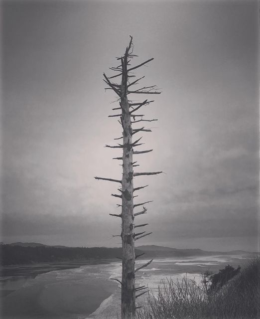 A bare dead tree against fog, black and white