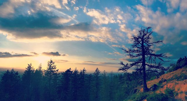 A dead snag and pines against a cloud-broken sunset