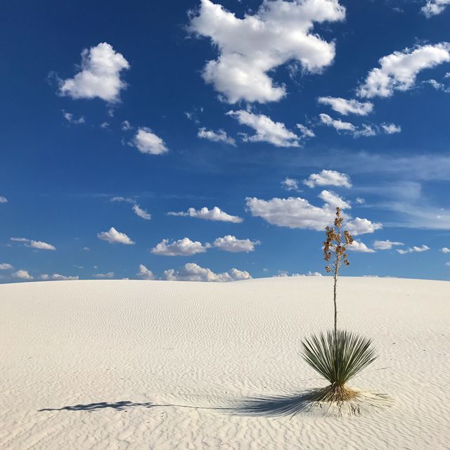 A lone yucca on the white dunes under scattered clouds